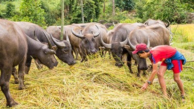 Chuyện ghi ở một ngôi làng Hrê ở Kon Tum không còn hộ nghèo