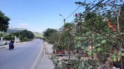 Những tuyến đường hoa đẹp như mơ lên vùng núi Cẩm Phả