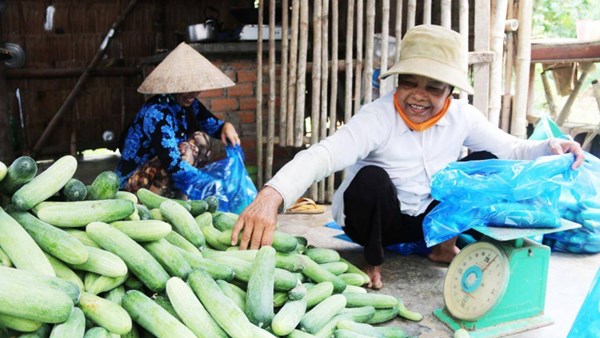 Hiệu quả từ vốn vay, giúp đồng bào Khmer thoát nghèo bền vững